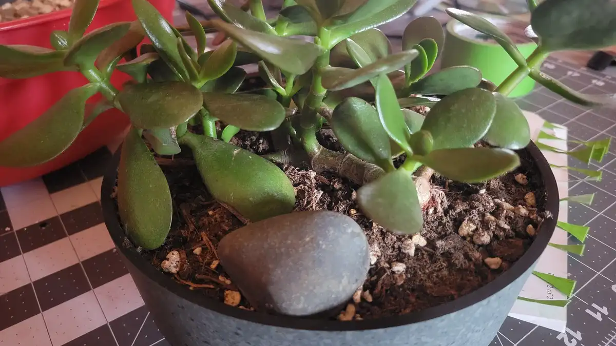 A close-up photo shows a jade plant in a gray pot with soil and a large gray rock placed directly in the center of the pot…