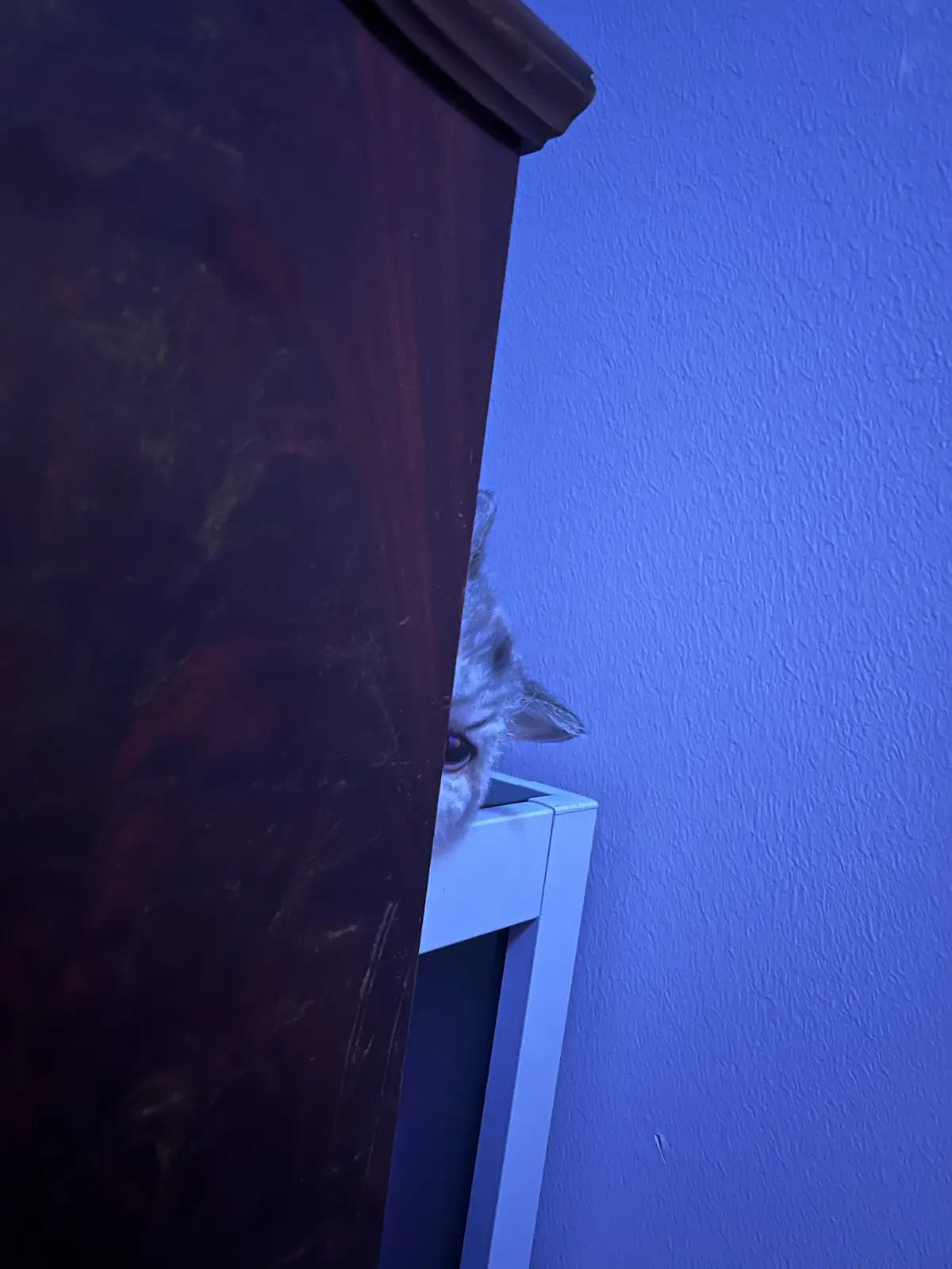 A small, fluffy white cat peeks out from behind a dark wooden piece of furniture, its single visible eye wide and alert…