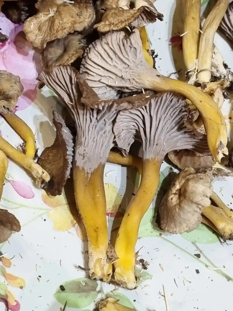 A close-up photo shows a cluster of wild mushrooms with brown caps and bright yellow stems, resting on a floral-patterned…