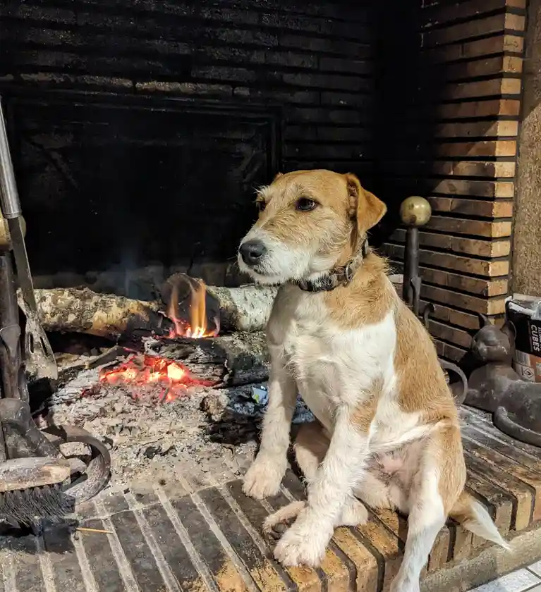A tan and white dog sits calmly on a brick fireplace hearth beside a small, smoldering fire. The dog looks off to the side…