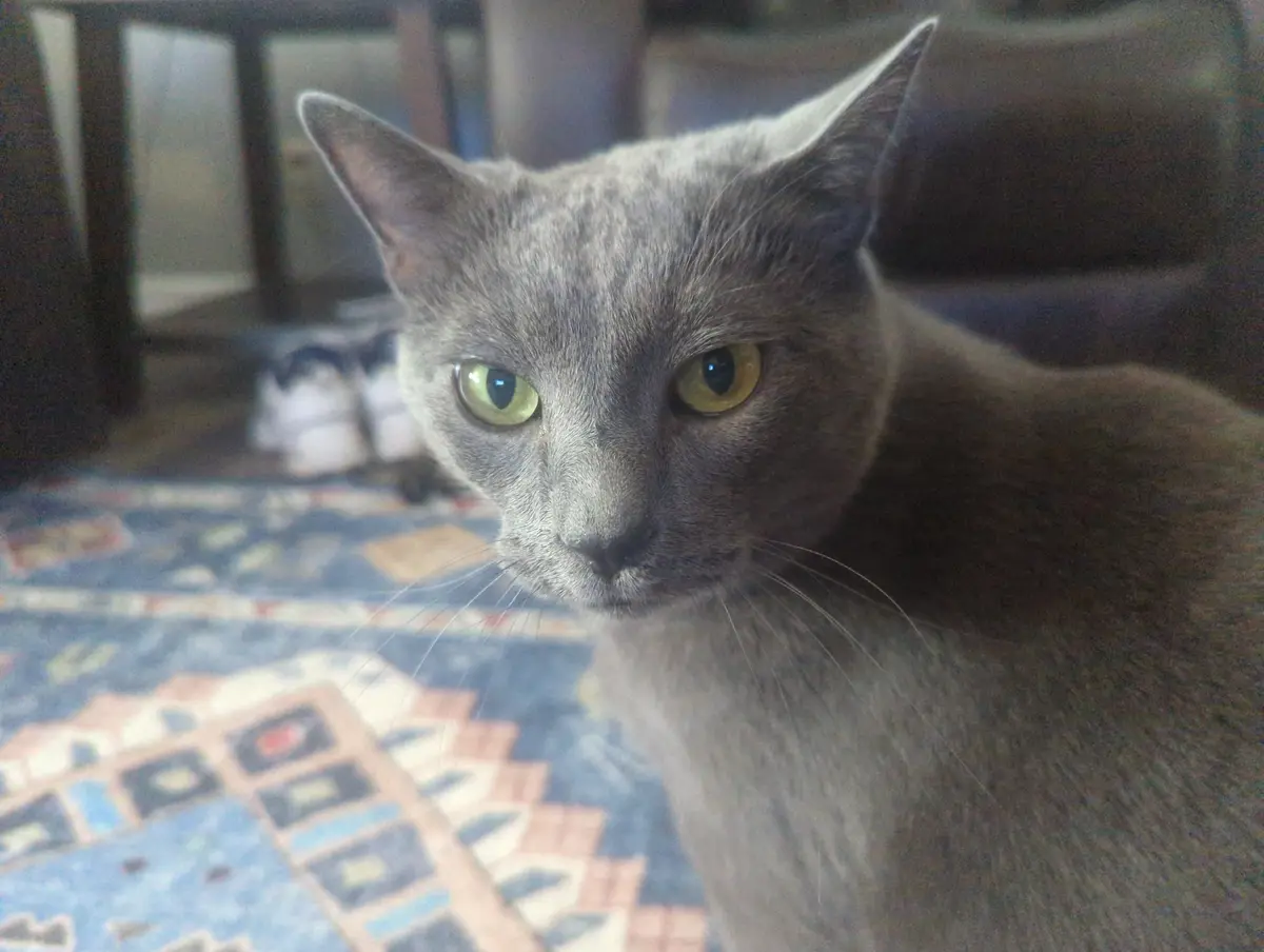 A close-up photo of a gray cat with green eyes staring intently at the camera, sitting on a patterned rug in a dimly lit…