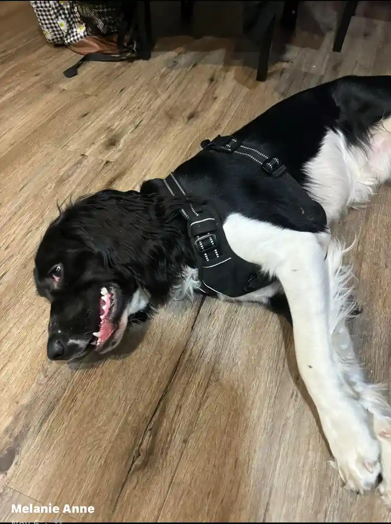 A black and white dog wearing a black harness lies on a wooden floor with its mouth open, showing teeth and tongue…
