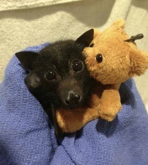 A small black baby bat with large, round eyes is nestled in a blue towel, hugging a brown teddy bear. The bat's face is…