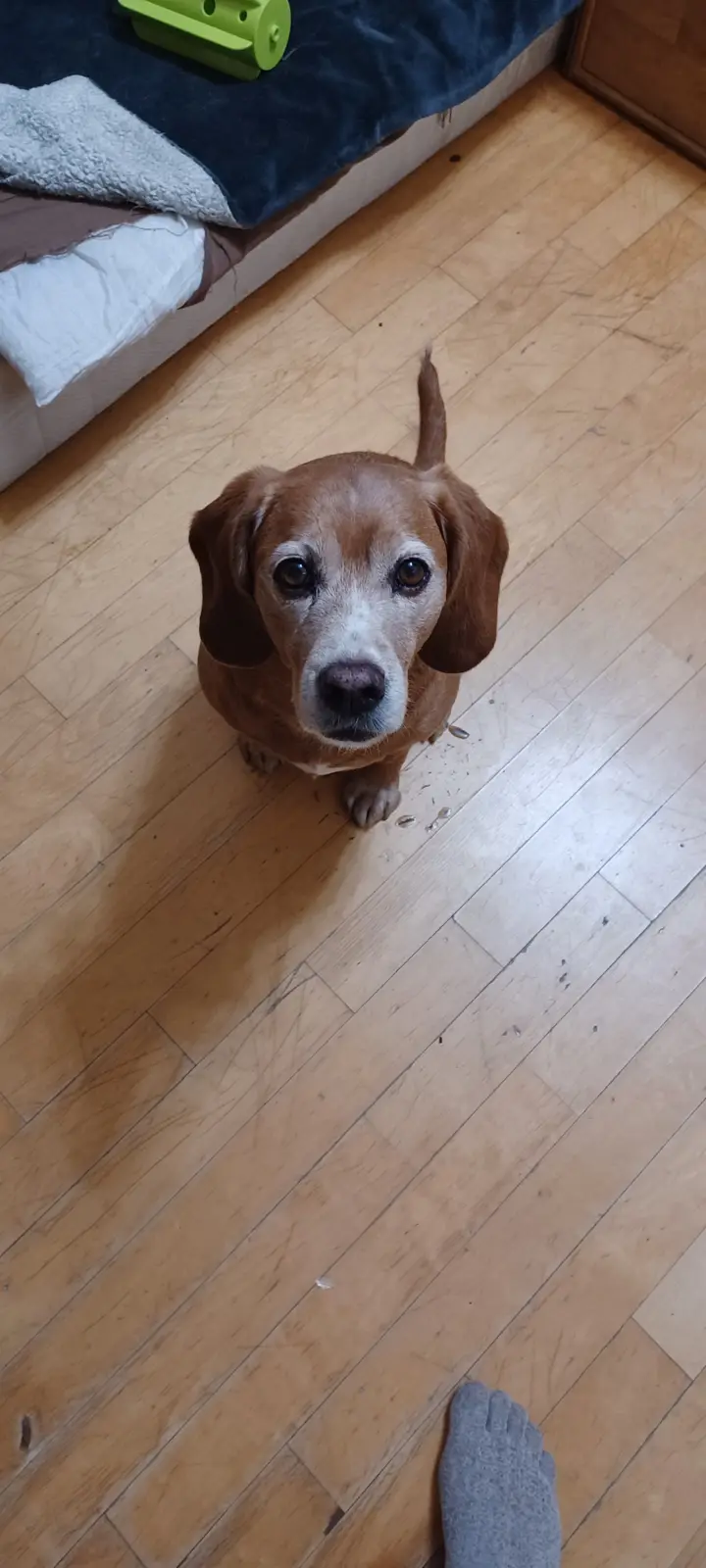 A brown and white dog with sad, pleading eyes looks up at the camera from a wooden floor, with a human foot in a grey sock…
