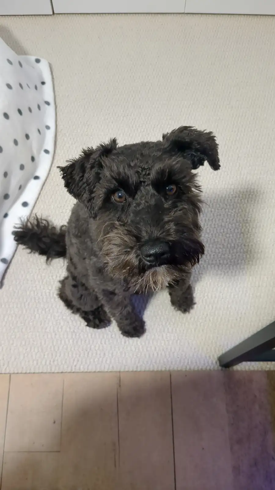 A small, dark-furred dog with scruffy hair and expressive brown eyes looks up directly at the camera from a high-angle shot…