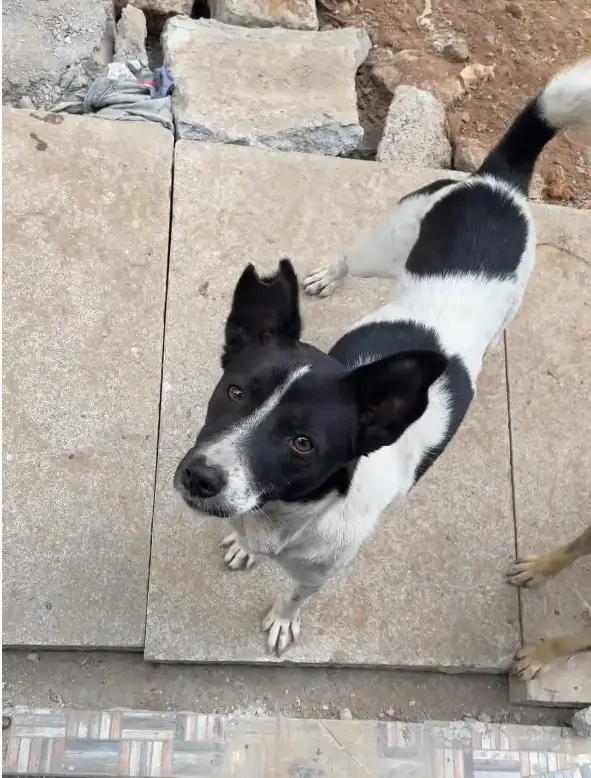 A black and white dog looks up at the camera with a pleading expression while standing on stone tiles. The overlaid text…