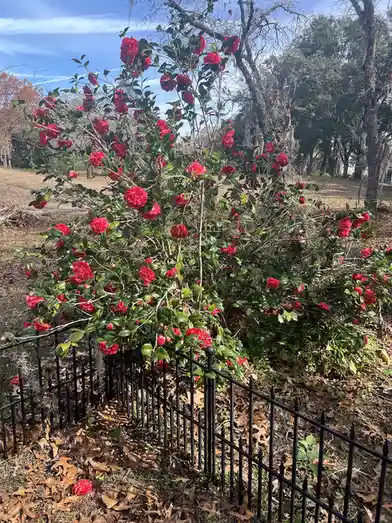 A vibrant bush of red camellias blooms profusely behind a black metal fence, surrounded by fallen brown leaves under a blue…