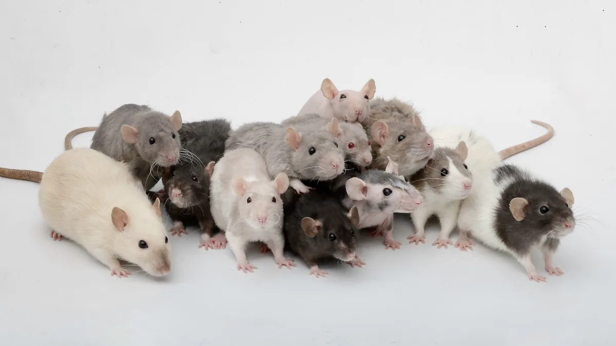 A group of diverse rats, including white, gray, black, and hairless varieties, are gathered closely together on a plain…
