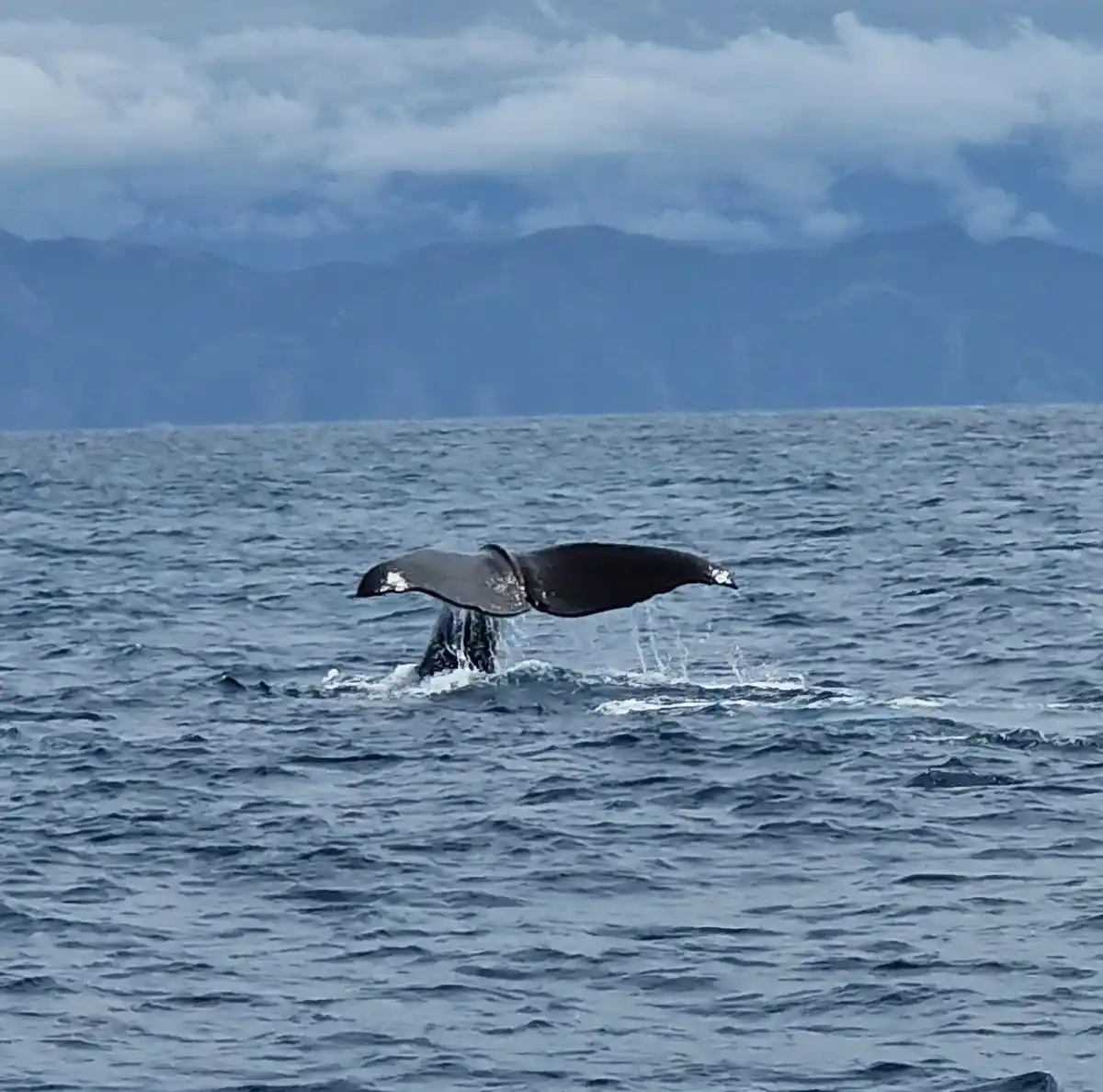 A humpback whale's tail flukes are visible above the ocean surface, with mountains and cloudy sky in the background. The…