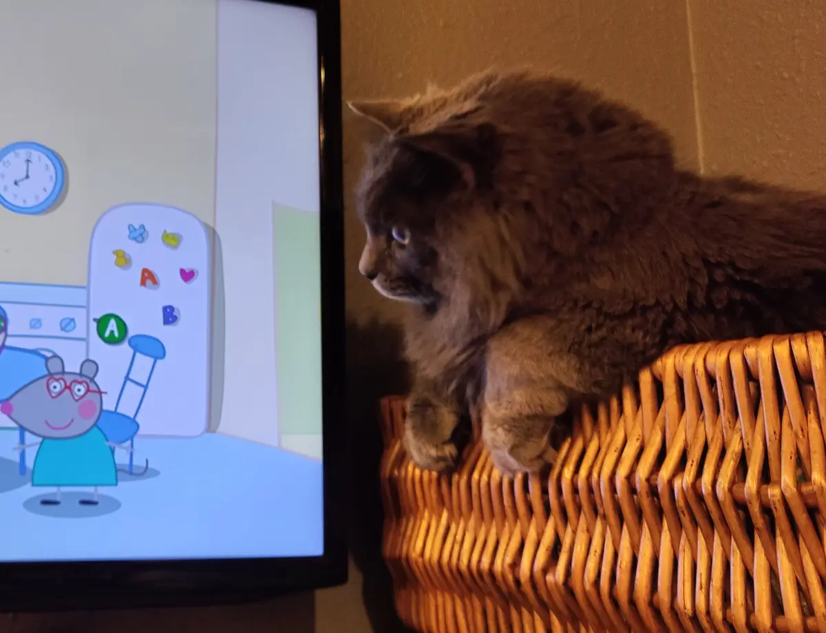A fluffy brown cat sits perched on a wicker basket, intently watching a television screen displaying an episode of Peppa…