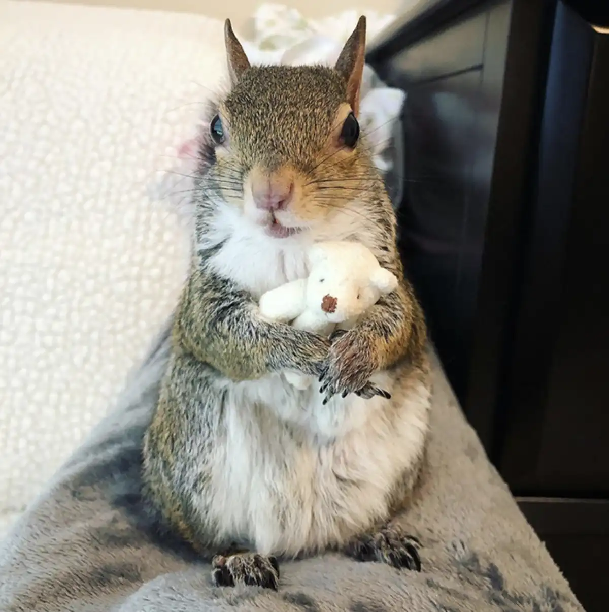 A close-up photo of a gray squirrel sitting upright on a gray blanket, holding a small white stuffed bear with a brown nose…