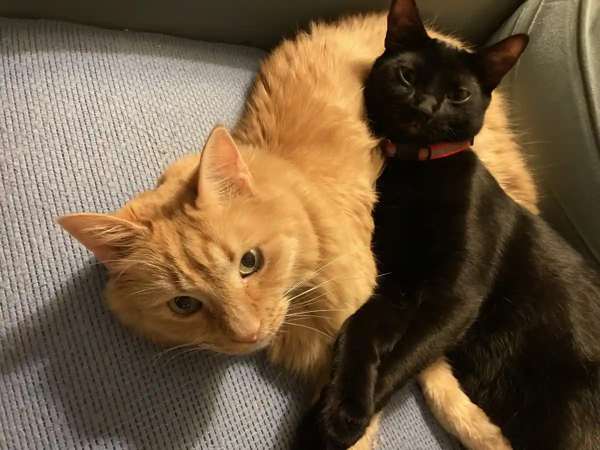 Two cats, one orange and one black, are lying together on a textured gray couch. The orange cat looks directly at the camera…