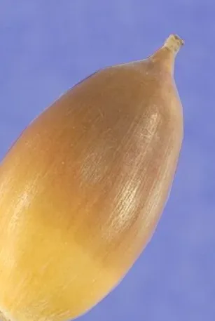 A close-up photo of a single, golden-brown corn kernel against a solid blue background. The kernel is shown in sharp focus…