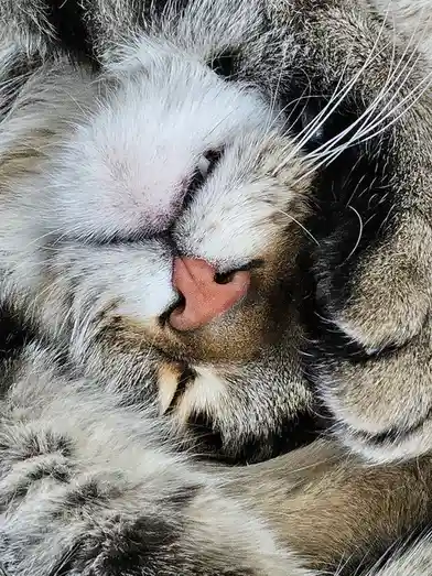 A close-up photo of a fluffy gray and white cat curled up and sleeping, with its pink nose and whiskers visible. The…