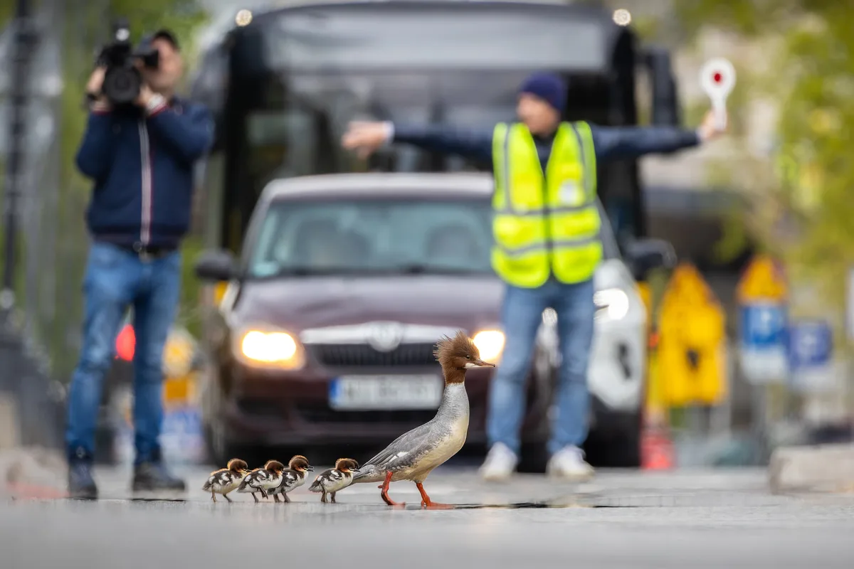 A mother duck and her ducklings are crossing a street in the foreground, while a traffic officer in a yellow vest directs…