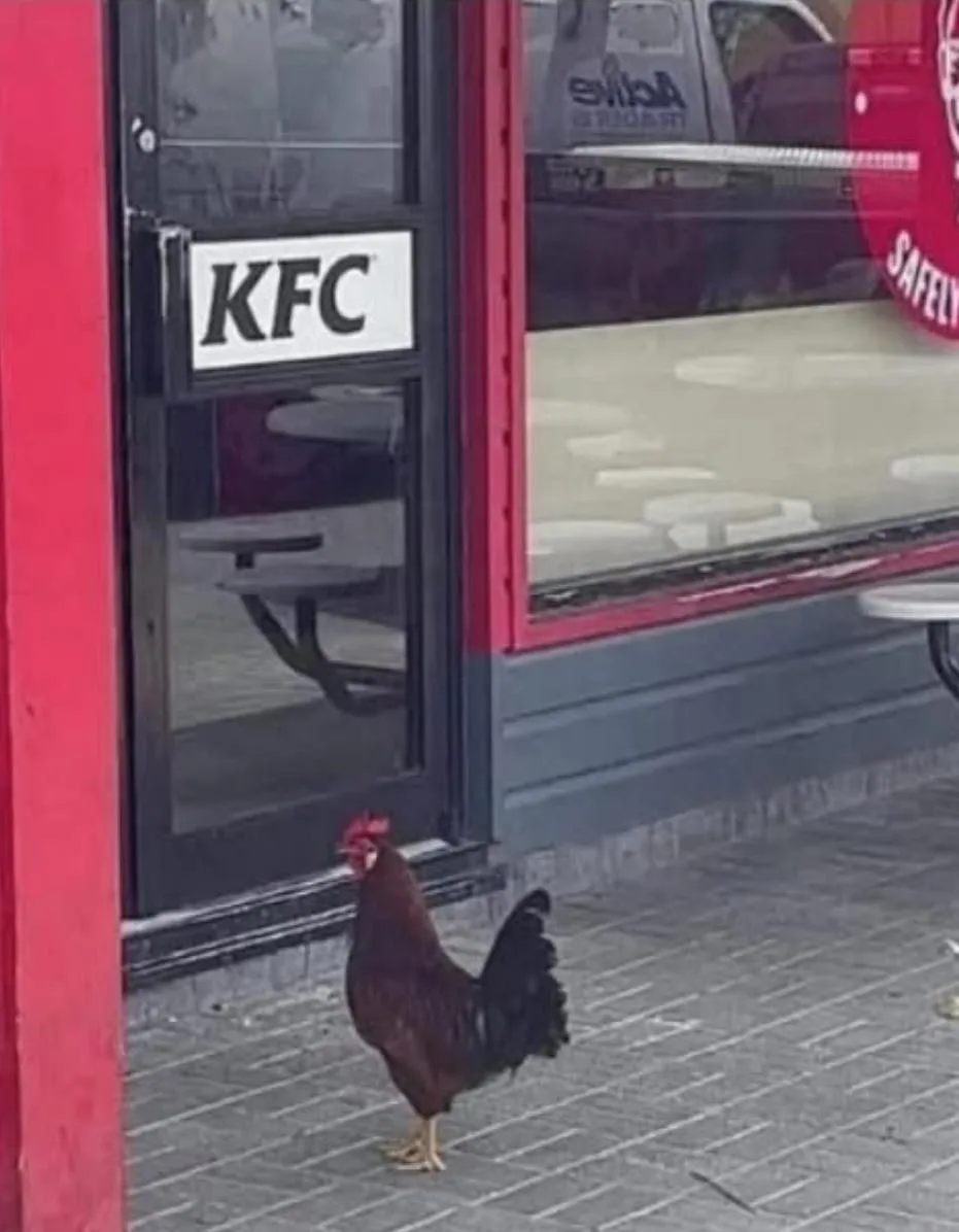A brown rooster stands on a paved sidewalk in front of a KFC restaurant, with the red and black storefront and glass door…