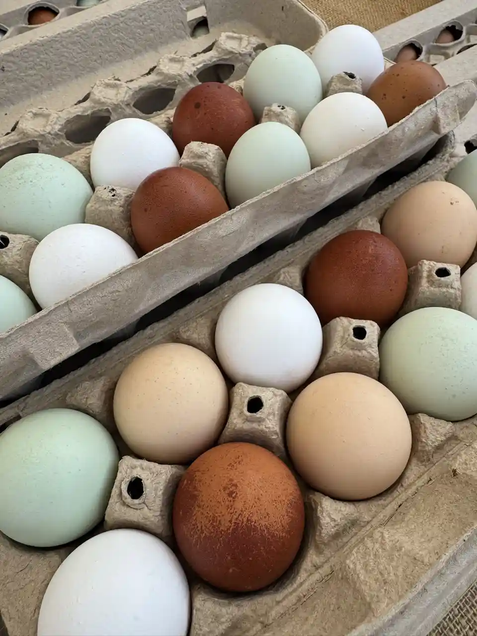 A close-up photo shows two open cardboard egg cartons filled with eggs of various colors including white, light green, and…