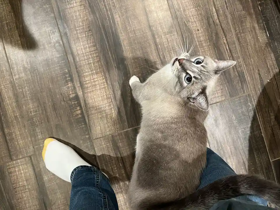 A gray cat with bright blue eyes looks up expectantly at a person wearing jeans and a white sock with a yellow toe, sitting…