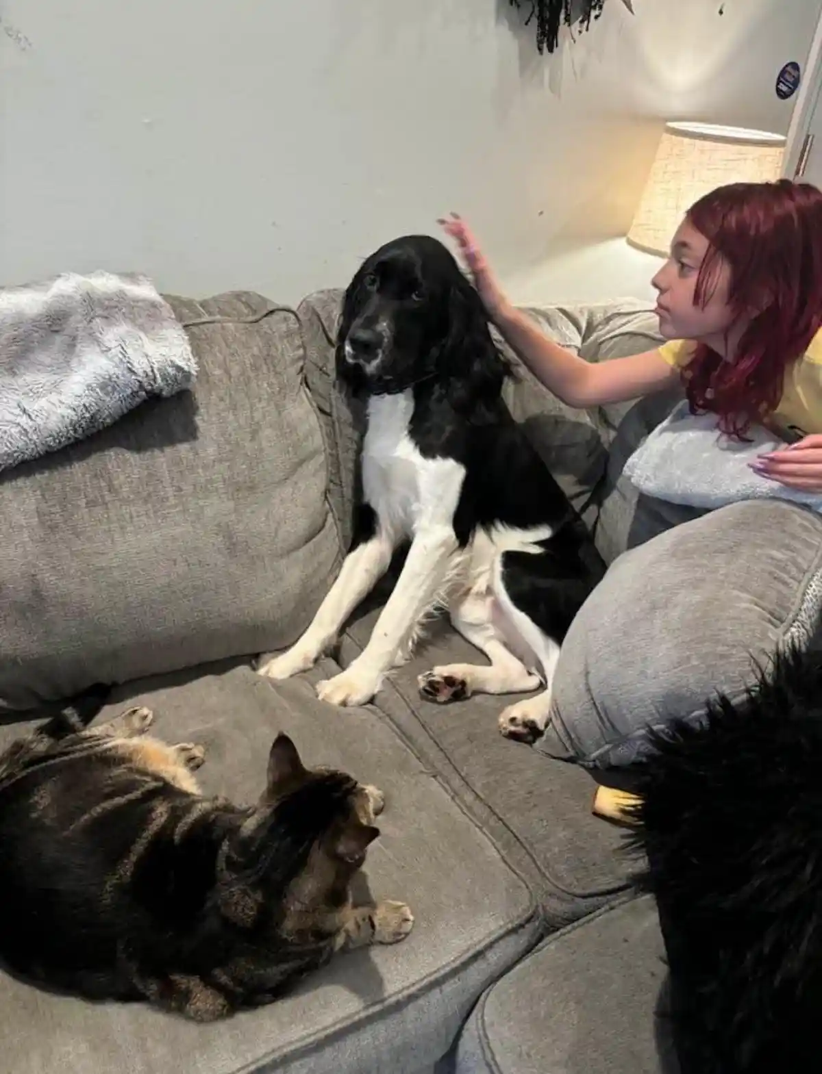 A person with red hair sits on a gray couch petting a black and white dog, while a tabby cat lies nearby looking away. The…