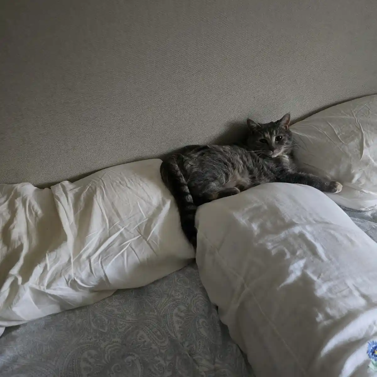 A gray tabby cat lounges comfortably between two white pillows on a bed with a patterned gray comforter, looking directly at…