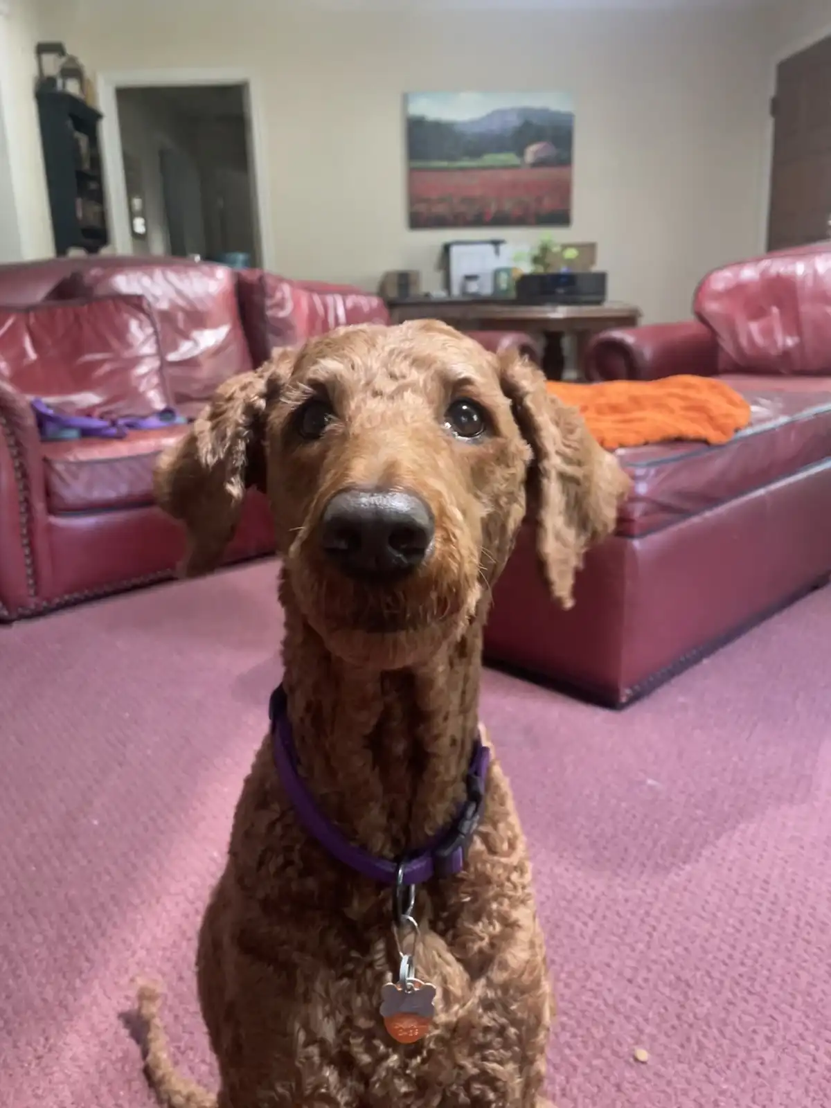 A brown, curly-haired dog with large, pleading eyes sits on a pink carpet in a living room, looking directly at the camera…