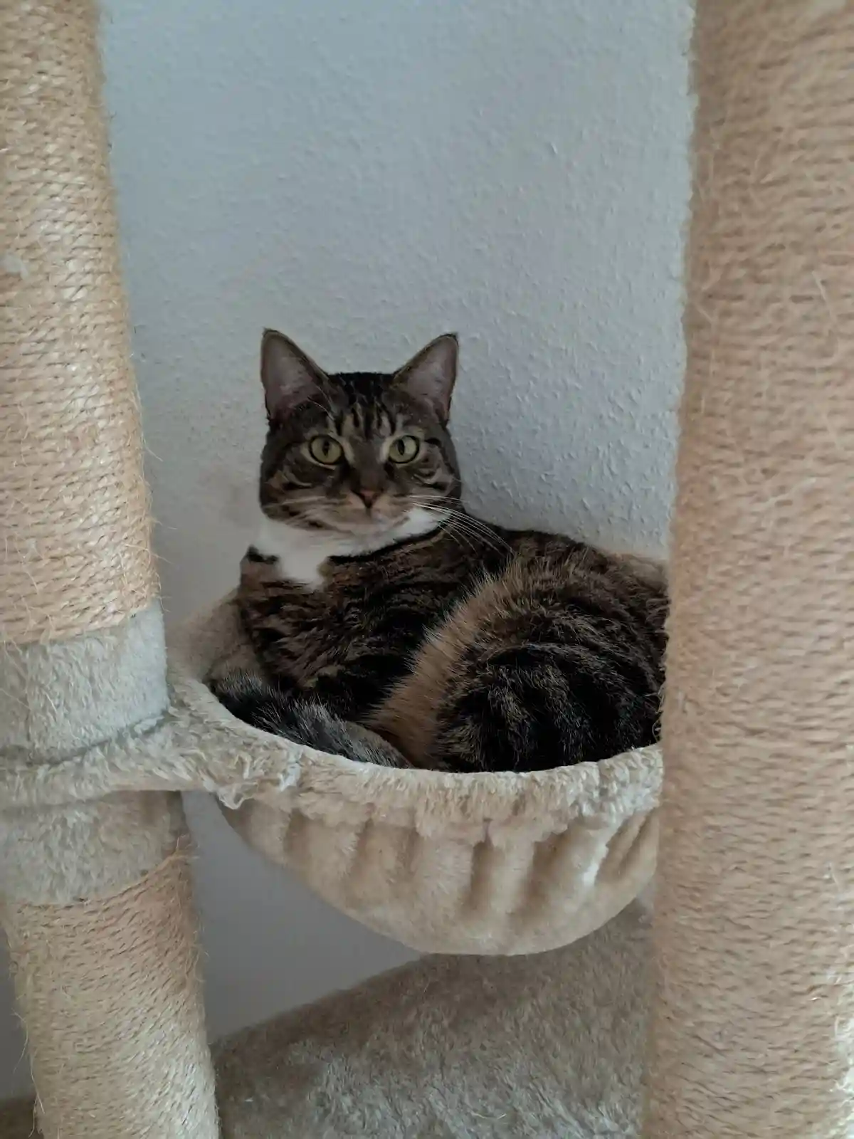 A tabby cat with a white chest is curled up in a plush, beige hammock-style bed on a cat tree, looking directly at the…