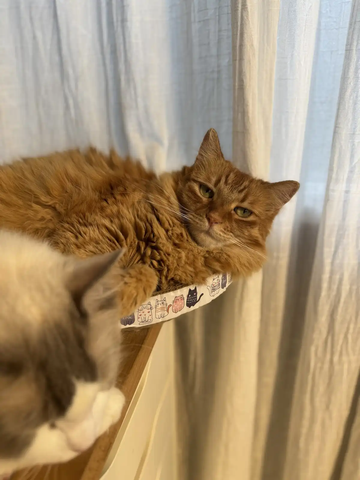 A fluffy orange tabby cat lounges on a cat bed with a cartoon cat pattern, looking down with a bored expression at a second…