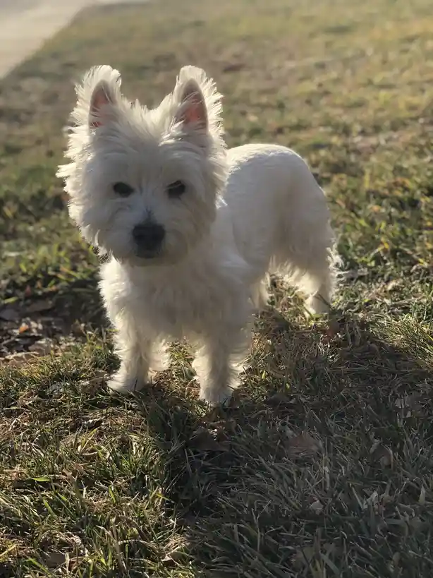 A small, fluffy white dog with pointed ears stands on grass, looking directly at the camera. The image has text overlaid…