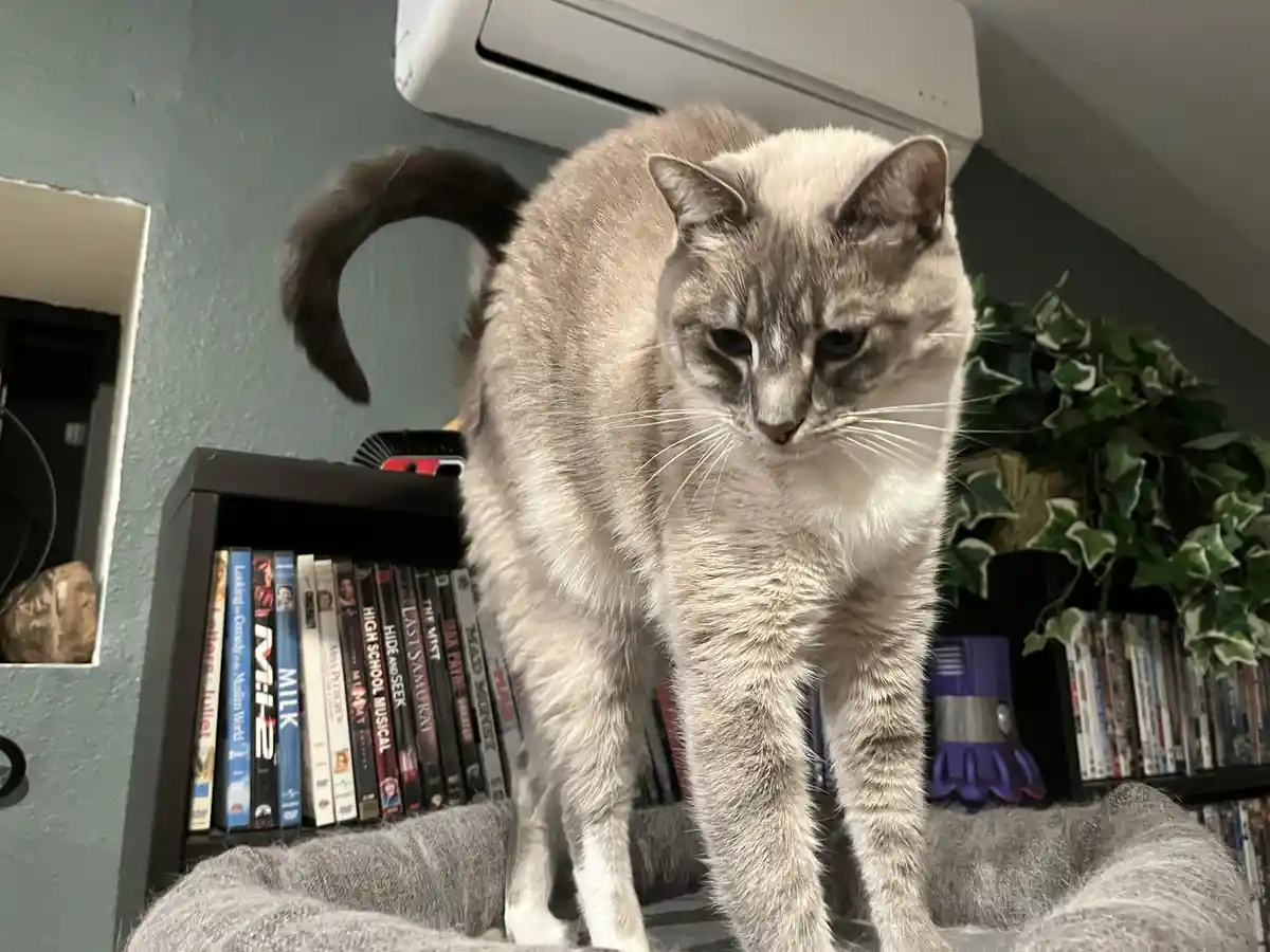 A grey cat with a dark tail stands on a grey cat bed, looking down with a bored expression. Behind it is a black shelf…