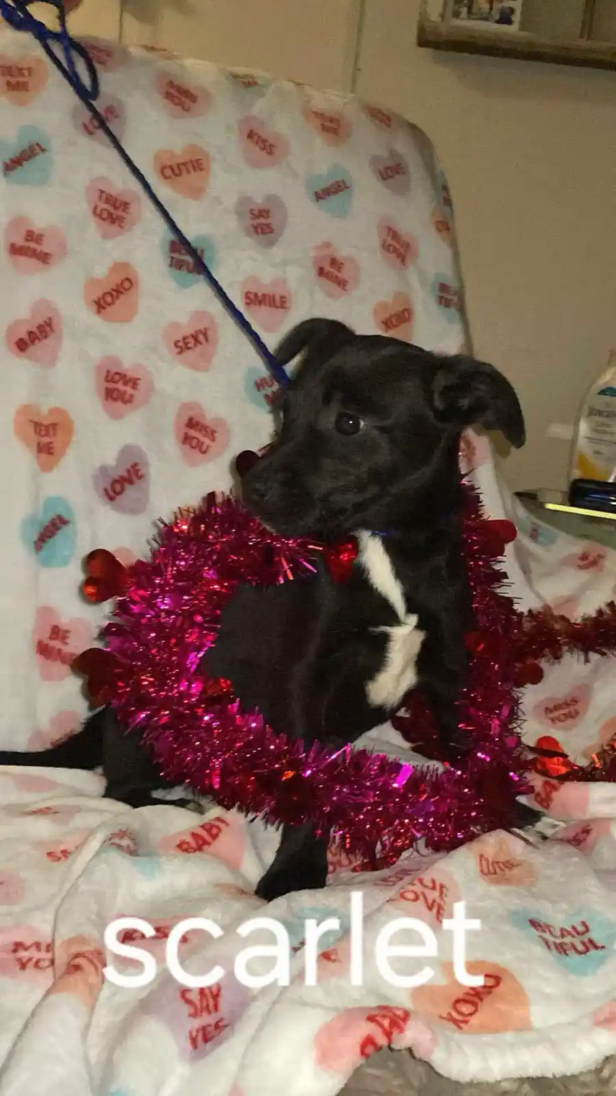 A small black puppy with a white chest sits on a white blanket covered in colorful hearts with phrases like 'love', 'xoxo'…