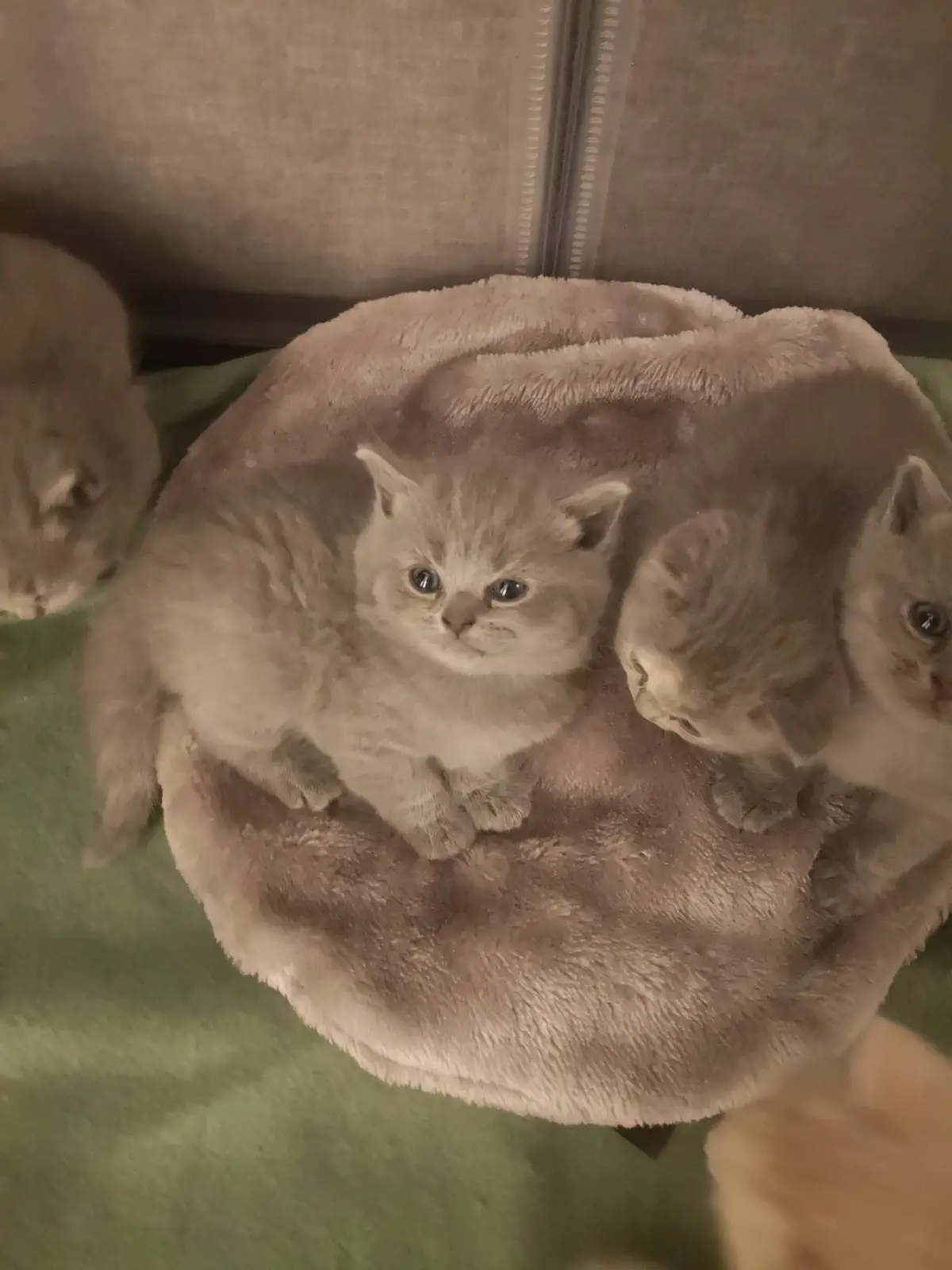Cats? Yes, Definitely Cats!