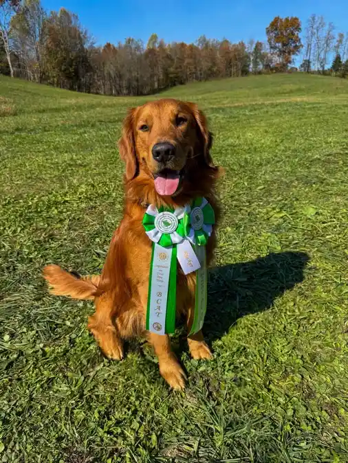 A golden retriever sits proudly in a grassy field wearing a green and white ribbon that reads 'BCAT'. The dog has a happy…