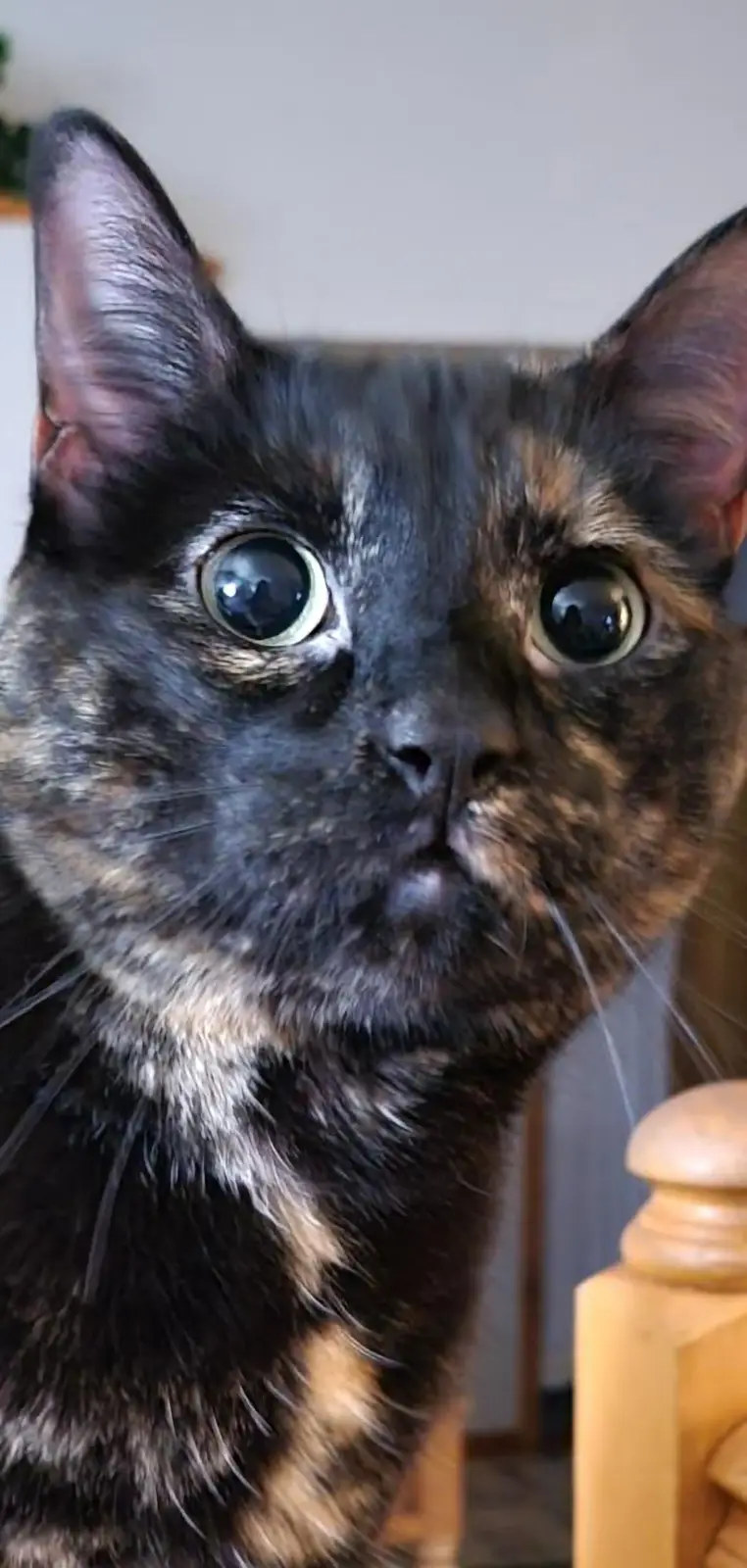 A close-up photo of a tortoiseshell cat with wide, startled eyes and a slightly open mouth, looking directly at the camera…