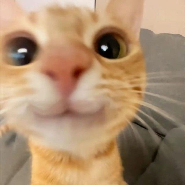 A close-up, blurry photo of an orange tabby cat with wide, startled-looking eyes staring directly at the camera. The cat's…