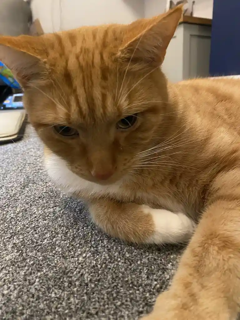 A close-up photo of an orange tabby cat with a white chest and paws, lying on a gray carpet and looking down with a visibly…