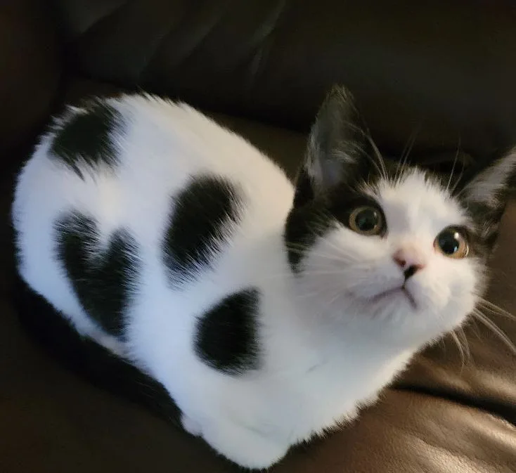 A black-and-white cat with large, expressive eyes sits on a brown leather couch, its fur pattern resembling a cow's spots…