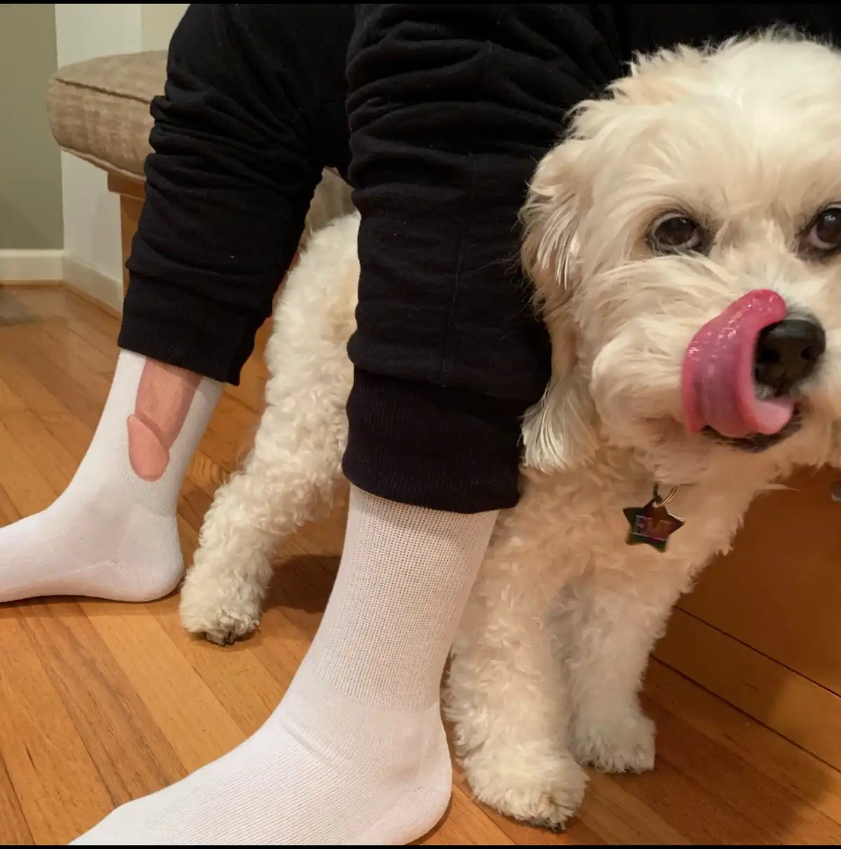 A white fluffy dog with its pink tongue out licking its nose while standing next to a person wearing black pants and white…