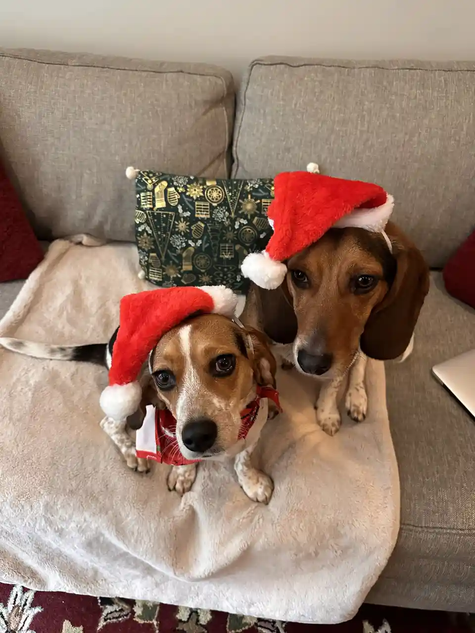 Two beagle dogs sit on a beige couch, both wearing red and white Santa hats. The dog in the foreground also wears a red…