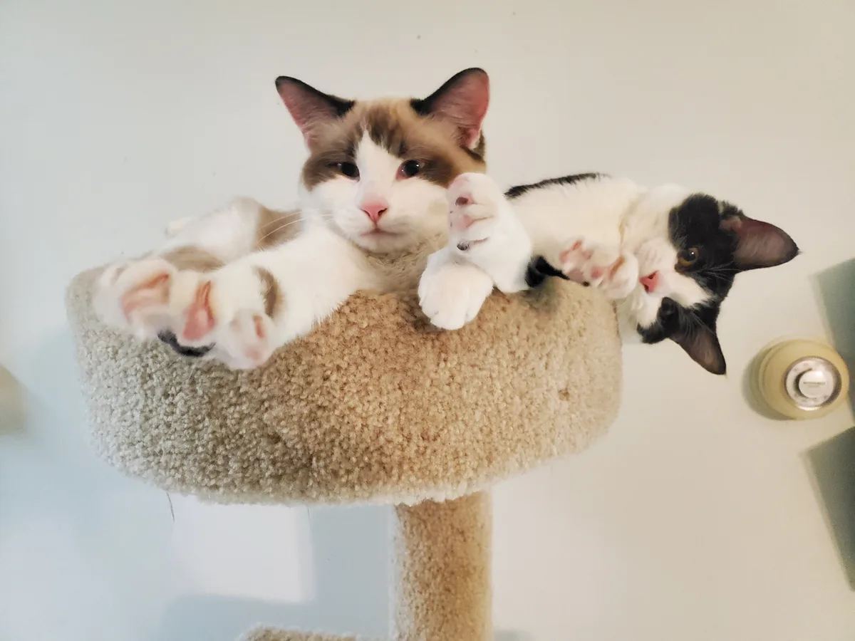 Two cats lounging on a beige carpeted cat tree perch; one is a brown and white cat looking directly at the camera with a…