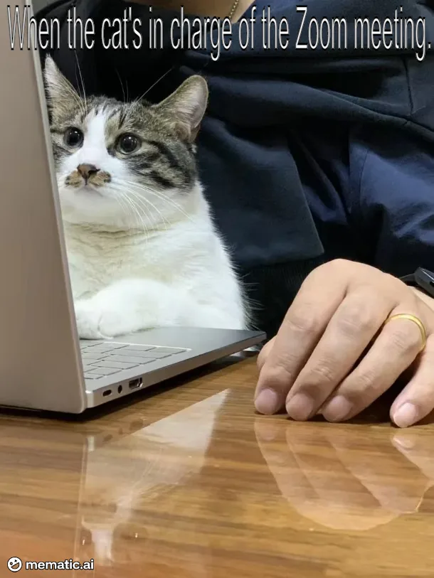 A tabby and white cat sits calmly on a laptop keyboard, looking directly at the camera with a serious expression, while a…
