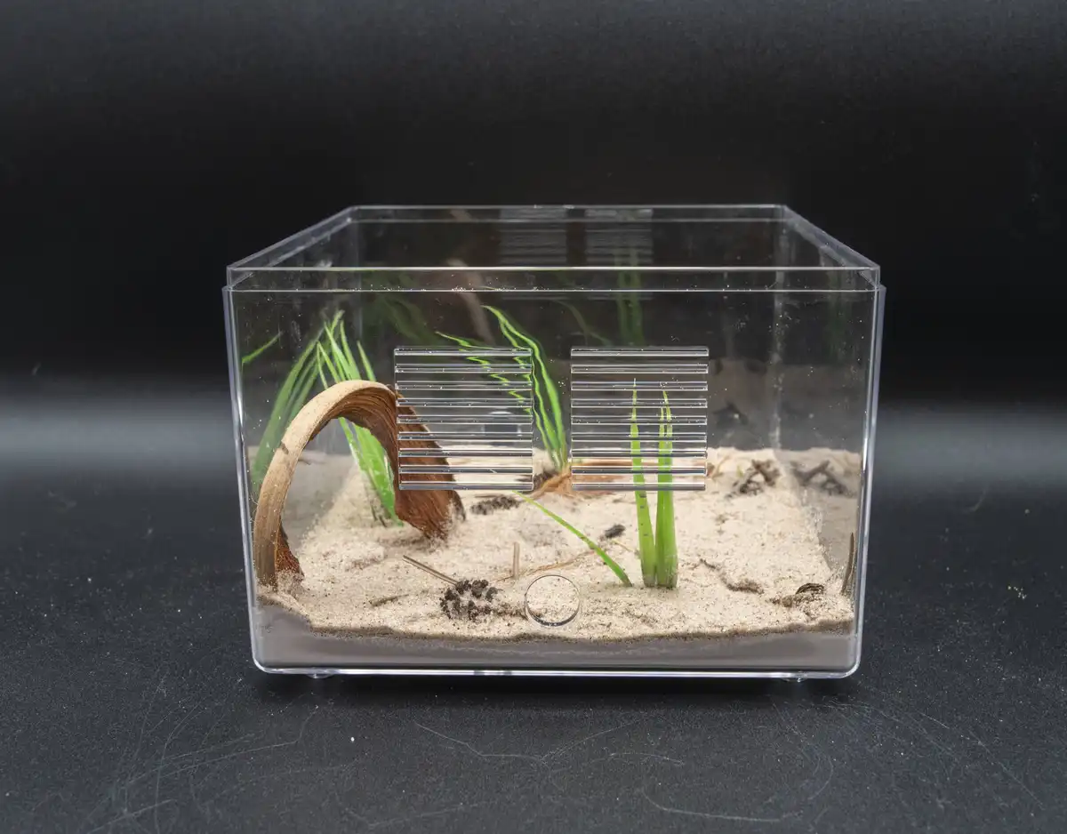 A clear plastic terrarium with sand, green plants, and a wooden hide, featuring two transparent plastic panels with…
