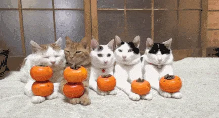 A horizontal GIF shows six cats sitting in a row, each holding an orange persimmon. In the middle frame, a white cat walks…