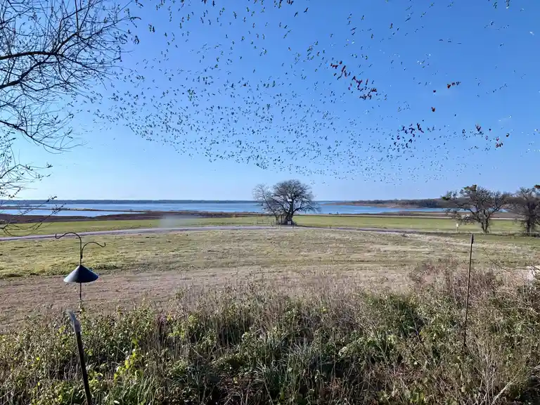 A Spectacle of Nature: Thousands of Snow Geese and One Comical Cackler