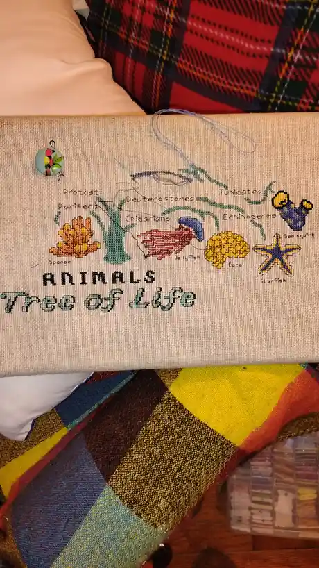 A cross-stitch project depicting a simplified 'Tree of Life' for animals, with branches labeled 'Protostomes'…