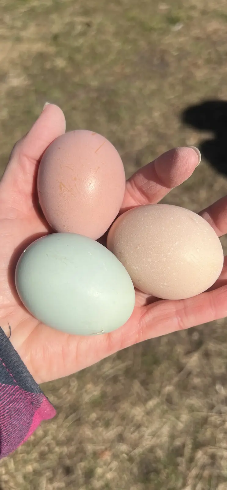 A person's hand holds three eggs of different colors — one pale pink, one pale blue-green, and one speckled beige — against…