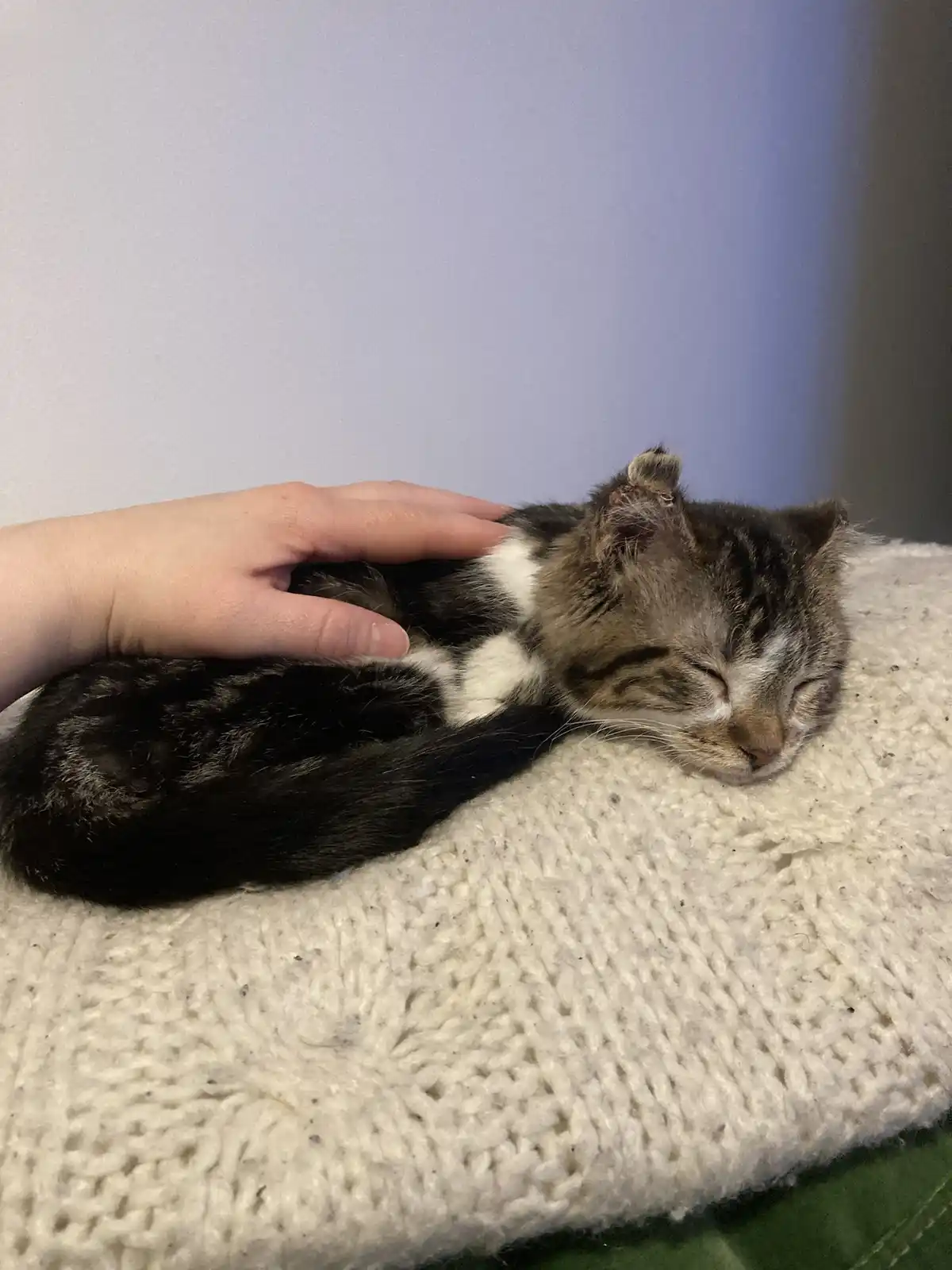 A small tabby and white kitten with one ear slightly folded is curled up and sleeping peacefully on a white knitted blanket…