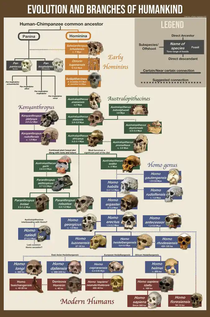 This image is a detailed scientific chart titled 'EVOLUTION AND BRANCHES OF HUMANKIND' showing a phylogenetic tree with…