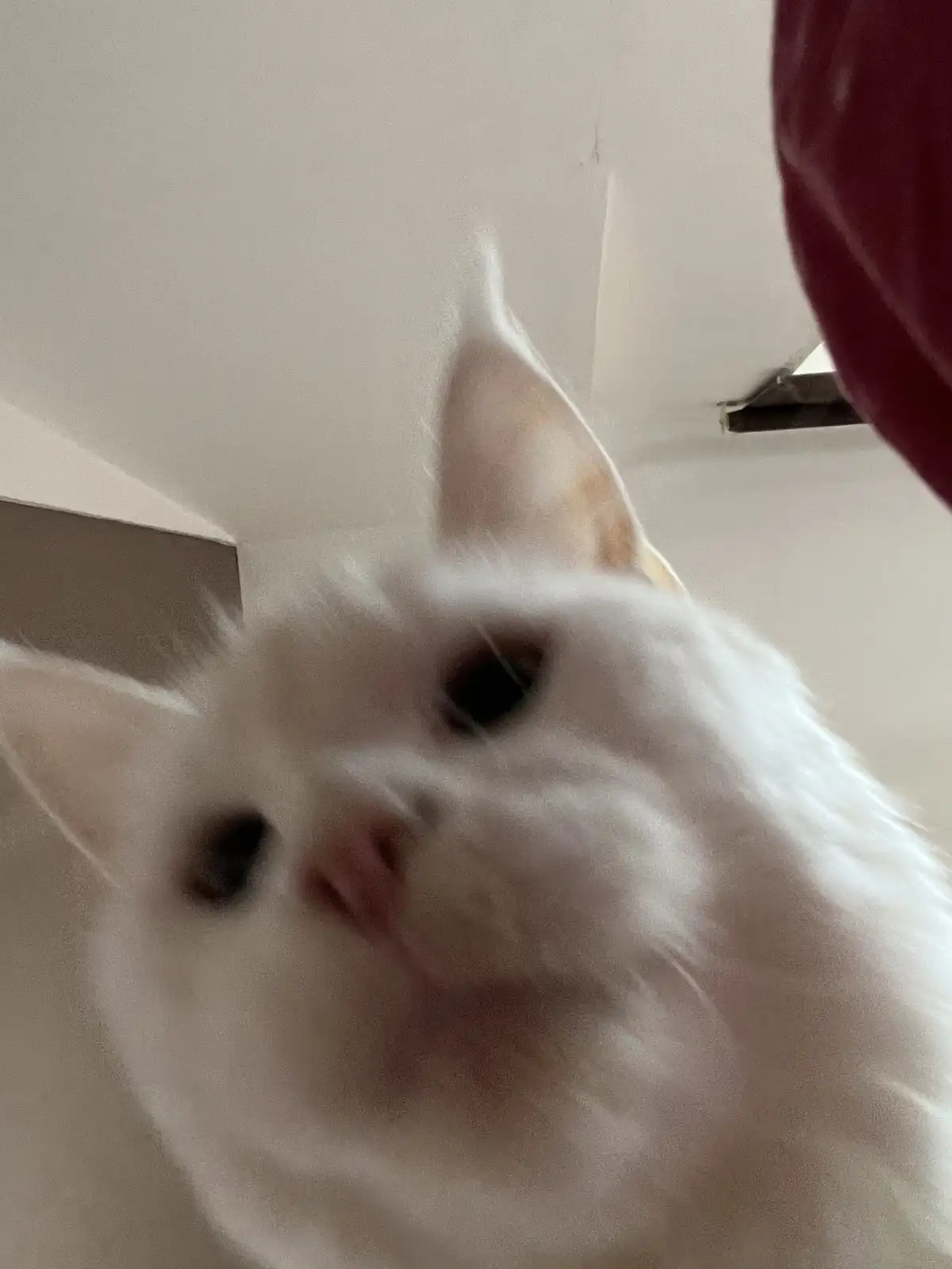 A blurry, close-up photo of a white cat looking directly at the camera with its ears perked up, set against a plain white…