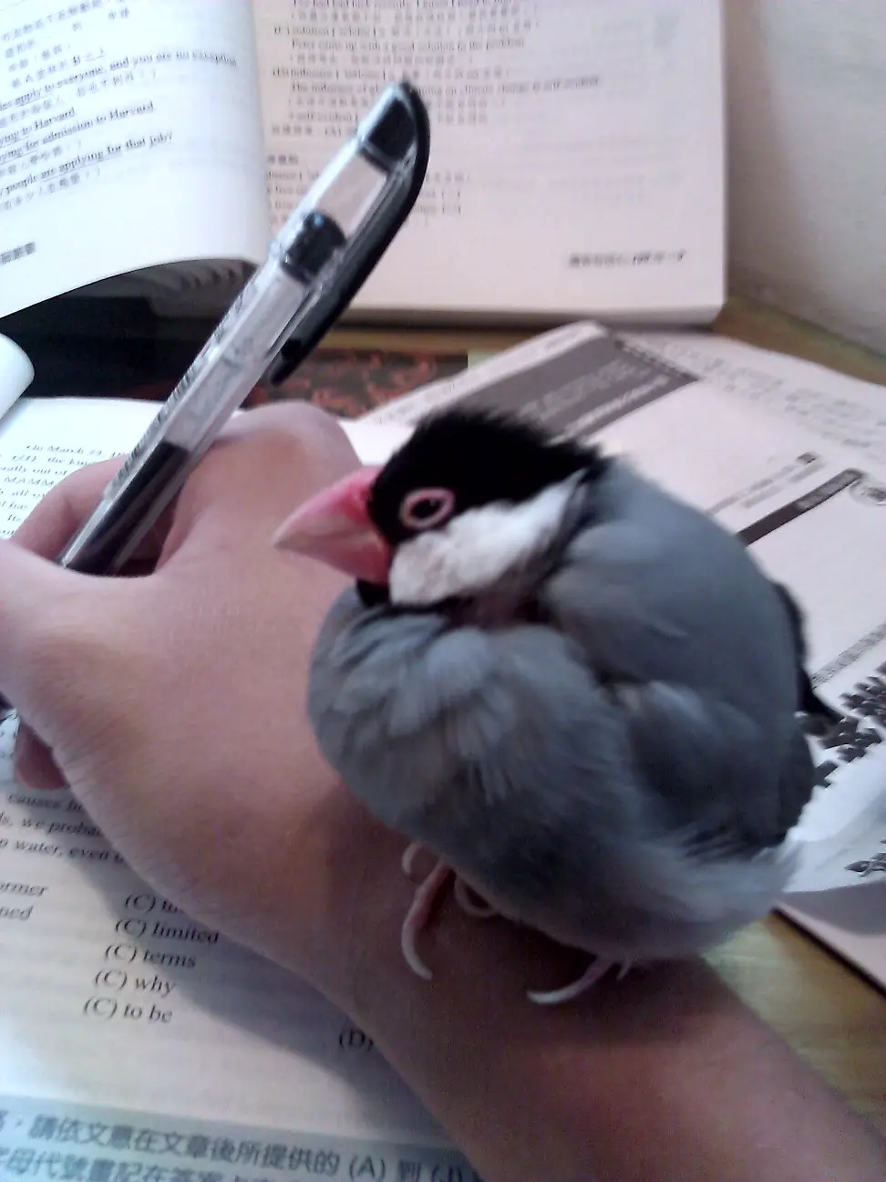 A small gray and black bird with a pink beak perches on a person's hand, which holds a pen over open study materials. The…