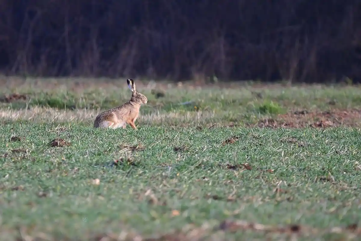 A brown hare sits alert in a grassy field with blurred trees in the background. The image has text overlaid that reads 'i'm…